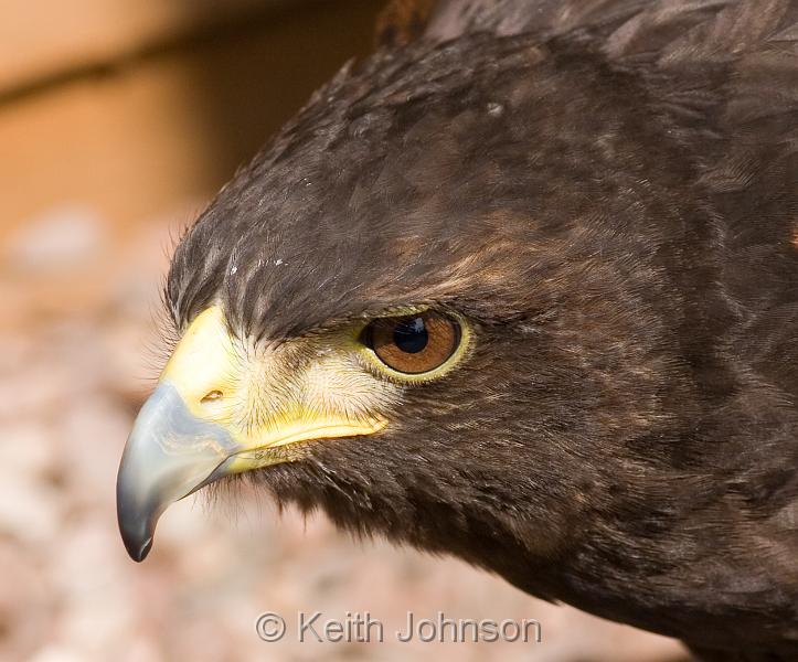 Harris Hawk.jpg